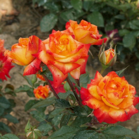 Купить саженцы розы флорибунды Самба в интернет-магазине в Москве по низкой  цене 751883 - - Садовод Центр - саженцы садовых деревьев и растений, товары  для дачи
