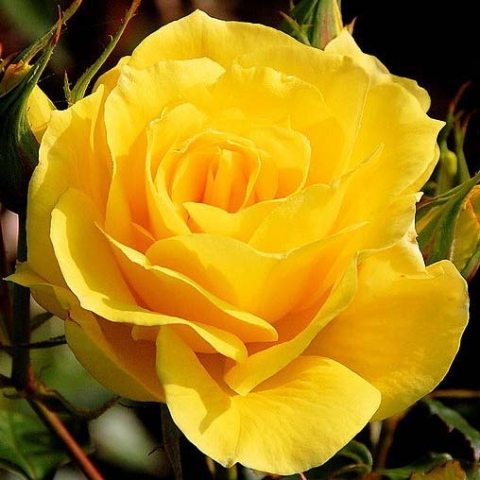 Роза флорибунда Фриско