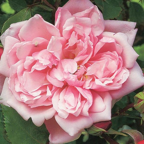 Роза плетистая Франсуа Юренвиль (в коробке)