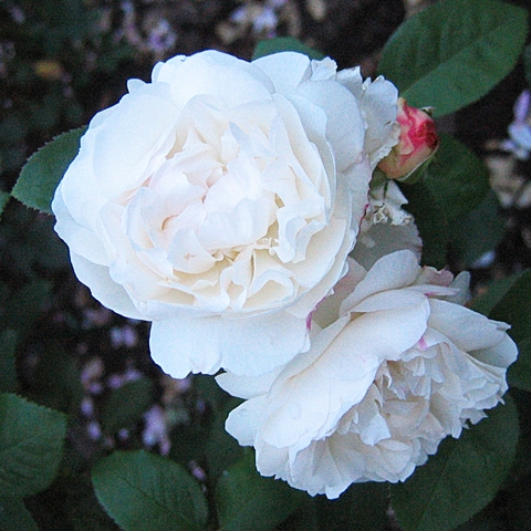 Роза английская парковая Винчестер Кэсидрал (в коробке)