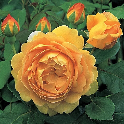 Роза английская парковая Голден Селебрейшен (в коробке)