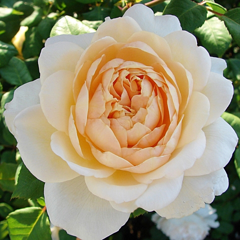 Роза английская парковая Крокус Роуз (в коробке)