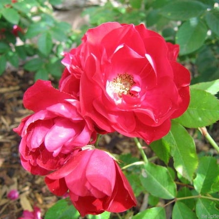 Роза канадская парковая Модэн Аморетт (в коробке)