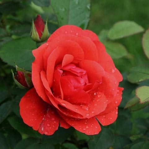 Роза канадская парковая Модэн Файрглоу (в коробке)