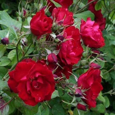 Роза канадская парковая Чэмплейн (в коробке)