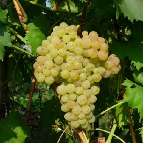Виноград плодовый Кишмиш №342 (в коробке)