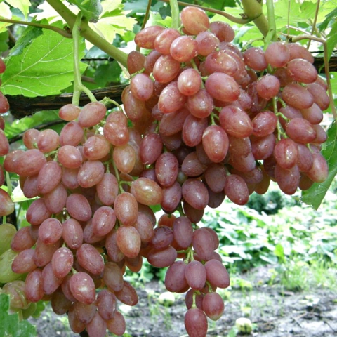 Виноград плодовый Кишмиш лучистый (в коробке)