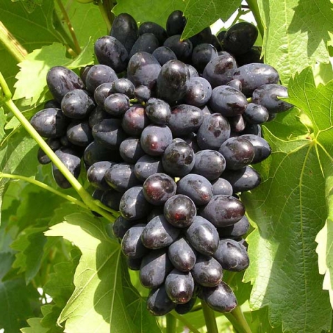 Виноград плодовый Кодрянка (в коробке)