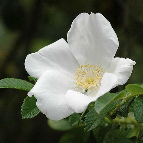 Роза морщинистая Альба (5 литров)