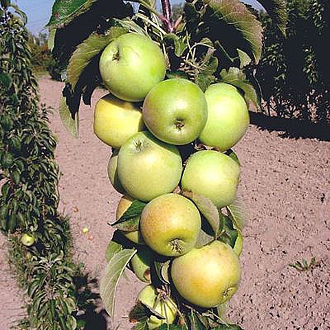 Яблоня колонновидная Гирлянда (7,5 литров)