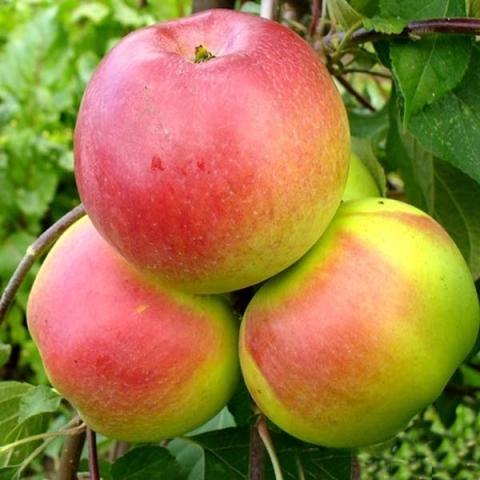 Яблоня карликовая Ковровое (7,5 литров)