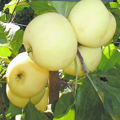 Яблоня карликовая Юнга (7,5 литров)