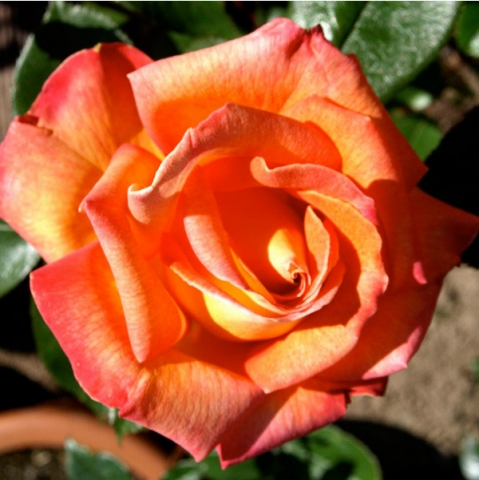 Роза чайно-гибридная Пиккадилли