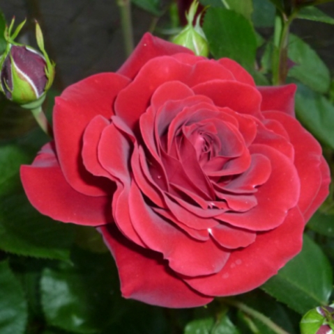 Роза плетистая Мусимара