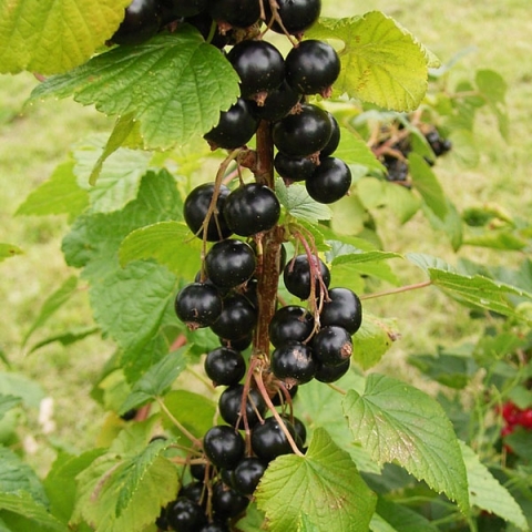 Смородина черная Дашковская (5 литров)
