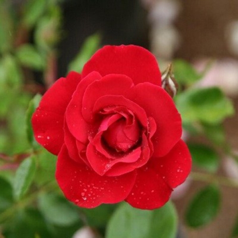Роза парковая Лихтерло