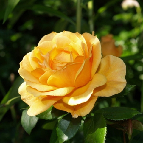 Роза парковая Чайнатаун