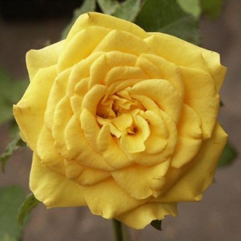 Роза флорибунда Алголд