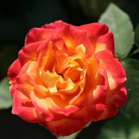 Роза флорибунда Анимо