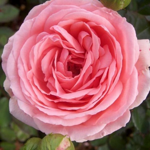 Роза флорибунда Кимоно