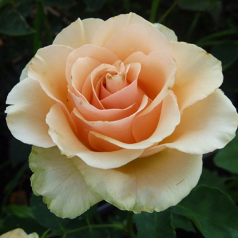 Роза чайно-гибридная Азафран