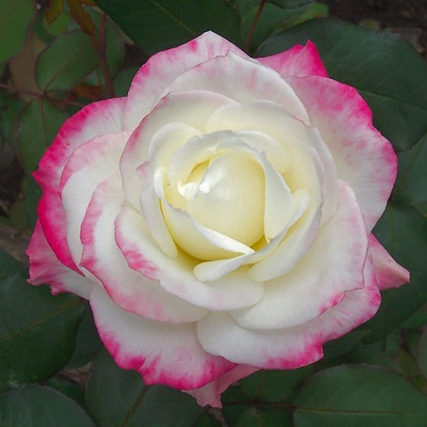 Роза чайно-гибридная Атена