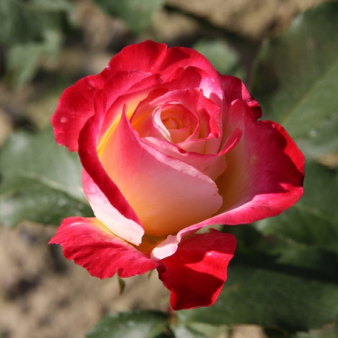 Роза чайно-гибридная Биколет
