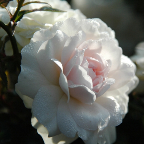 Роза чайно-гибридная Ленип (Паскаль)