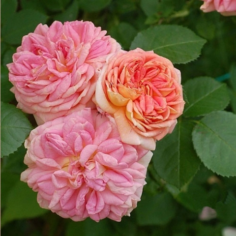 Роза плетистая Франсуа Юренвиль