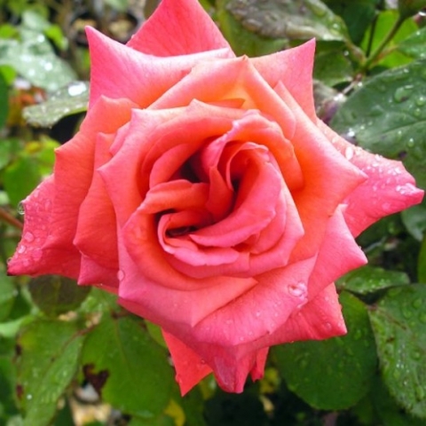 Роза чайно-гибридная Мисчиф