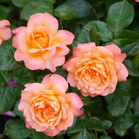 Роза чайно-гибридная Самаритен