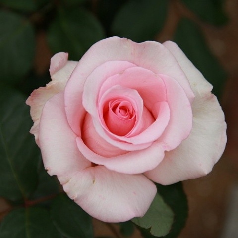 Роза чайно-гибридная Фламинго
