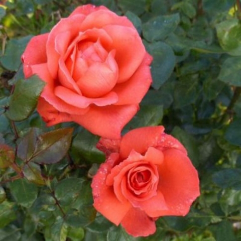 Роза чайно-гибридная Аве Мария