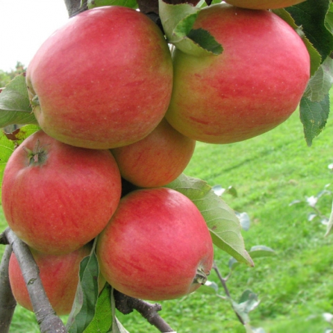 Купить саженцы яблони колоновидной в интернет-магазине в Москве - СадоводЦентр - саженцы садовых деревьев и растений, товары для дачи