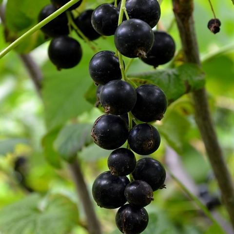Смородина черная Деликатес (5 литров)
