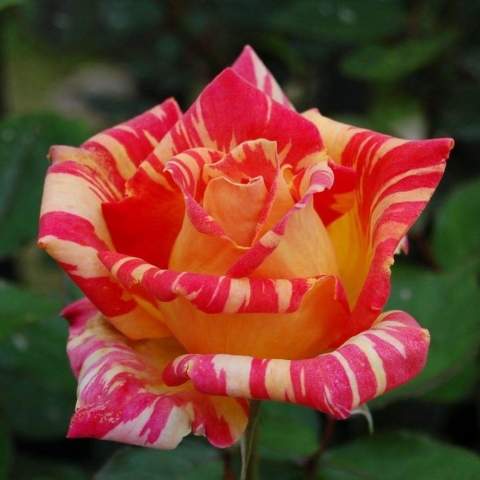 Роза чайно-гибридная Карибия