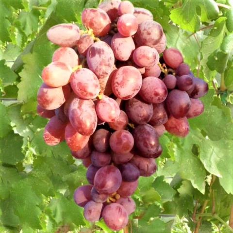 Виноград плодовый Граф Монте-Кристо (в коробке)