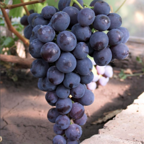 Виноград плодовый Рошфор (в коробке)