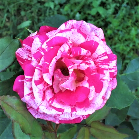 Роза миниатюрная Пикси Гауди (в коробке)