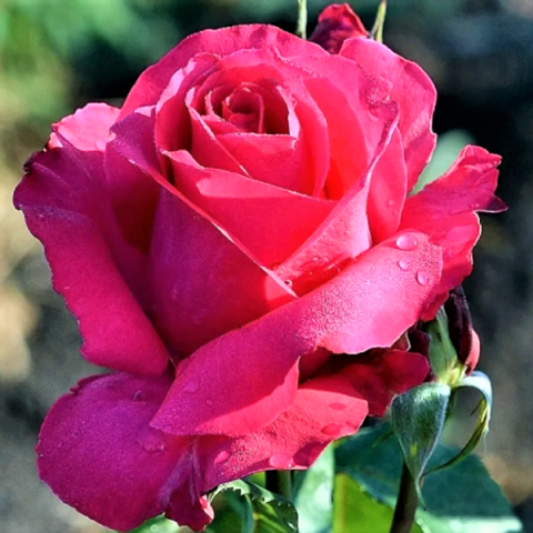 Роза чайно-гибридная Виен Роуз (в коробке)