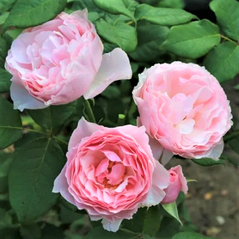 Роза флорибунда Гартентрауме (в коробке)