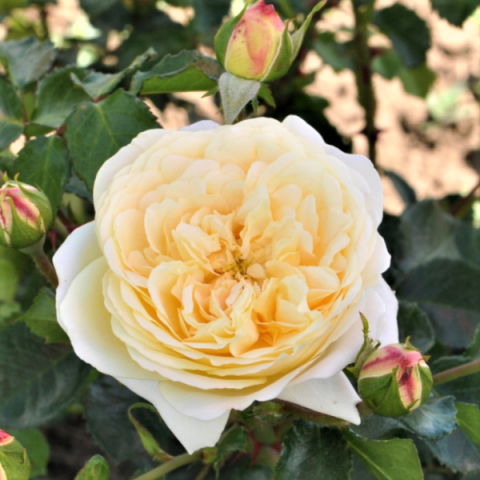 Роза флорибунда Ваза Лемон (в коробке)