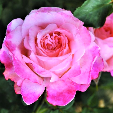 Роза флорибунда Ваза Пикоти (в коробке)