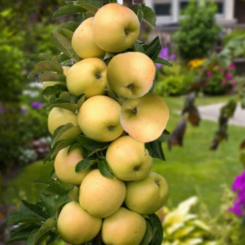 Яблоня колонновидная Каскад (7,5 литров)