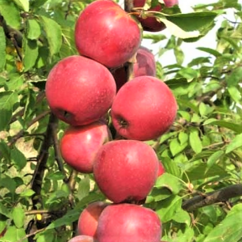 Яблоня колонновидная Пьедестал (7,5 литров)