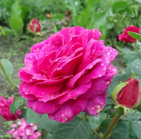 Роза чайно-гибридная Жорианда