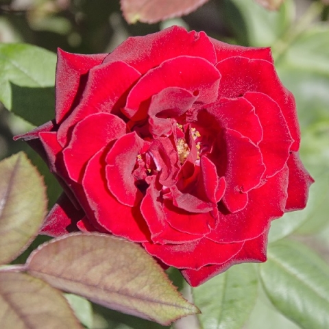 Роза флорибунда Стромболи