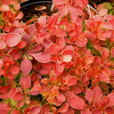 Барбарис Тунберга Адмейриш (5 литров) Барбарис Тунберга Адмейриш (5 литров)