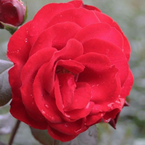 Роза флорибунда Европеана