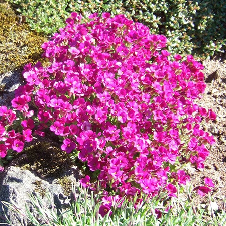 Обриетта Ред Карпет (0,2 литра)